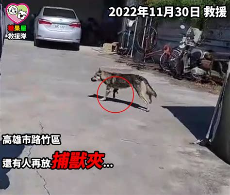 又是捕獸夾案件哈哈 高雄市關懷流浪動物協會