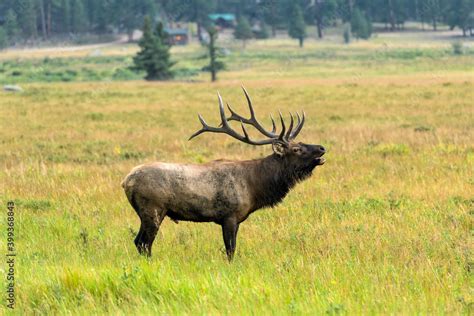 Bull Elk Bugling A Strong Mature Bull Elk Making Rutting Calls At