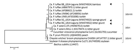 Phylogenetic tree based on the 16S rRNA gene sequence showing the three ...