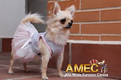 Novedades Caninas Vestidos Para Perritas Ropa Para Perros De