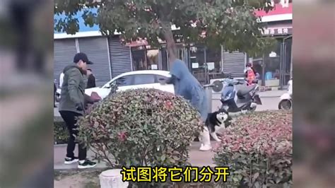 女子溜大型犬不拴绳，当街发狂撕咬牵绳小狗，路人拍下可怕一幕