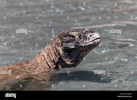 Komodo Dragon (Varanus komodoensis) swimming in the sea, Komodo ...