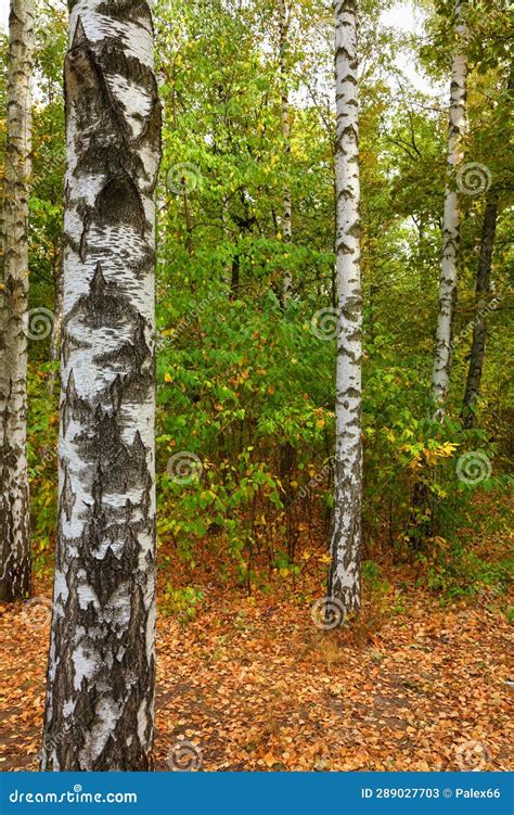 Birch Grove On A Sunny Autumn Day Stock Image Image Of Outdoor Birch