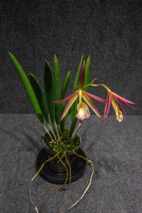 Brassavola Nodosa X C Schilleriana Mary Dodson 305 Greenery Inc