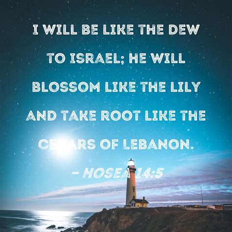 Hosea 145 I Will Be Like The Dew To Israel He Will Blossom Like The