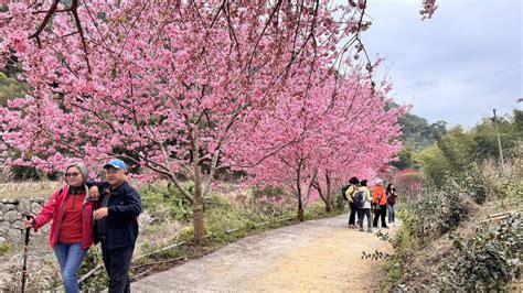 雲林石壁美人谷成「粉紅仙境」 滿谷櫻花盛開9成花況佳 生活 自由時報電子報