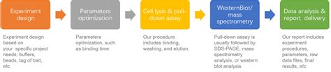 Pull-Down Assay Service - Creative Proteomics