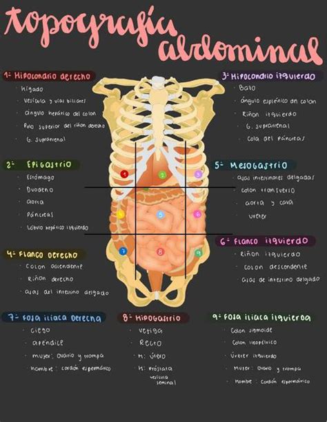 Topografía Abdominal Micaela Lazarte uDocz