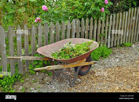 Vieille brouette dans jardin près de clôture en bois Photo Stock Alamy