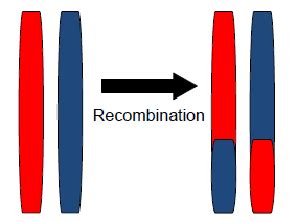 Genetic Recombination Examples