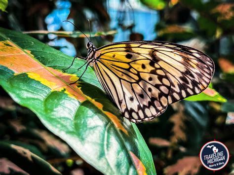 Frederik Meijer Gardens And Sculpture Park Things To See Photos Fun