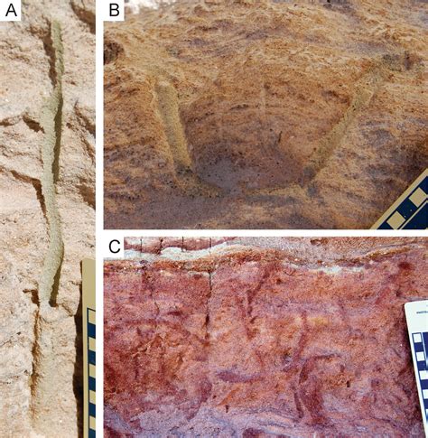 Lungfish Burrows From The Upper Cretaceous Maevarano Formation