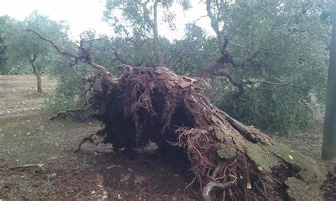 Puglia Tornado F0 Colpisce La Zona Di Manduria Ci Sono Danni