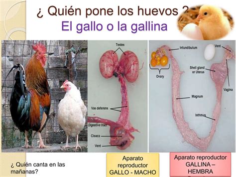 Clasificacion De Las Aves Desde Hace Millones De A Os Ppt