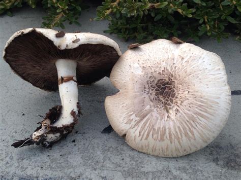 California Agaricus How To Identify It Picture Mushroom