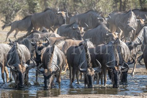 Wildebeest Herd Drinking – Tom Murphy Photography