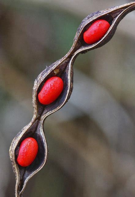 Coral Bean Erythrina Herbacea Seed Pods Seeds Natural Forms