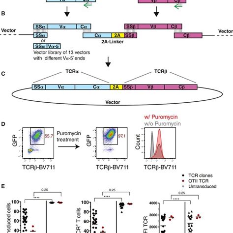 Cloning And Expression Of TCR Genes A Schematic Presentation Of The