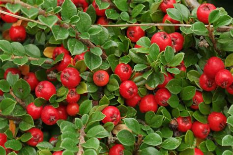 Кизильник Даммера Майор (Cotoneaster Dammeri Major) С3 — Питомник ...