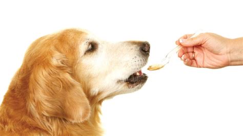 Pet Meds Adapted from Human Therapies | The Scientist Magazine®