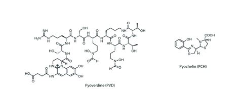 Chemical Structure Of Pyoverdine Pvd And Pyochelin Pch X Mm