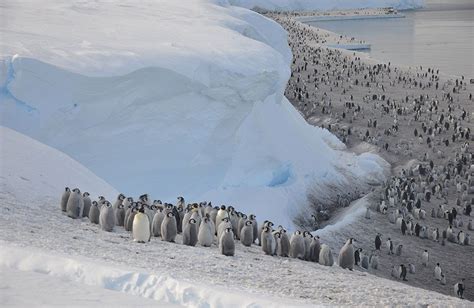 Climate Change Satellites Find New Colonies Of Emperor Penguins Bbc News