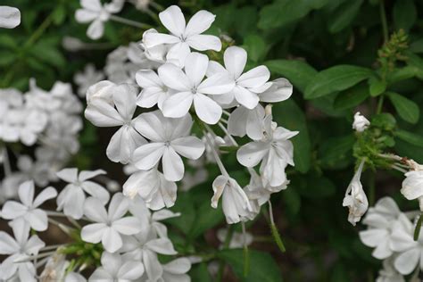 Plumbago auriculata "Alba"