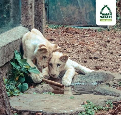 Taman Safari Indonesia Menerima Bantuan Pakan Satwa Dari Hero Group