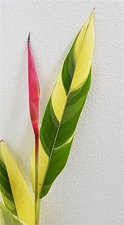 Heliconia Psittacorum Lady Di Variegated Tropics Home