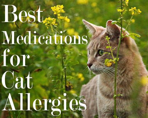 6 Best Medications for Cat Allergies 2020 | Cat Mania