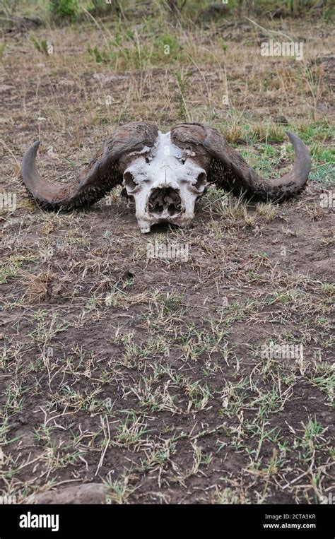 African buffalo skull hi-res stock photography and images - Alamy