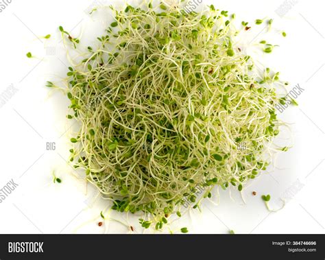 Red Clover Sprouts Image And Photo Free Trial Bigstock