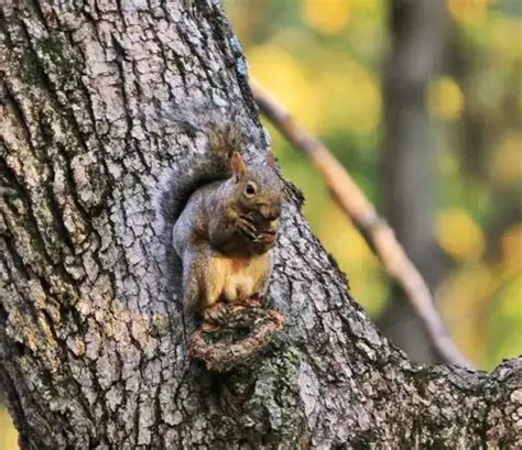 English Walnut Tree - Forestry.com