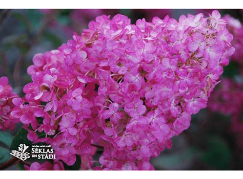 Latvijas stādi Hydrangea paniculata DIAMANT ROUGE Rendia