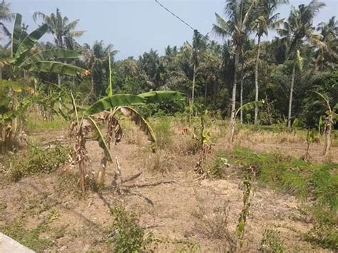 Dijual Tanah Kebun 50 Are Di Pinggir Jalan Aspal Desa Duman GERBANG