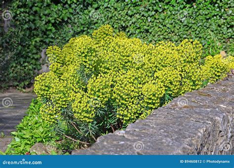 Planta Del Euforbio De La Pared Del Jard N Foto De Archivo Imagen De