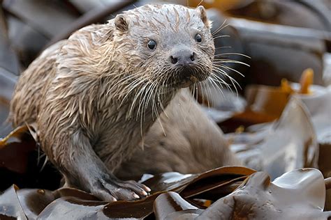 British Mammals - Chris Gomersall Photography