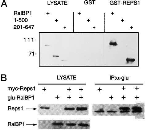 An Eps Homology Eh Domain Protein That Binds To The Ral Gtpase Target