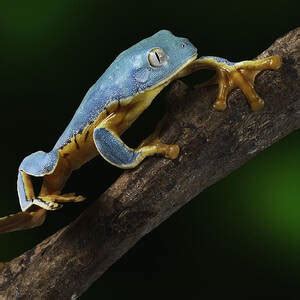 Red Eyed Tree Frog Photograph By Dirk Ercken Fine Art America