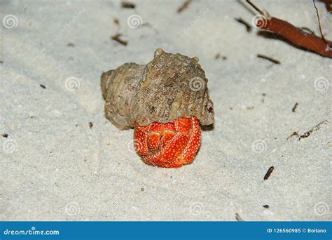 Strawberry Land Hermit Crab Coenobita Perlatus On Sand Stock Image