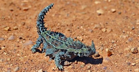 Great Victoria Desert A Z Animals