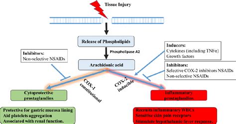 In Vitro And In Vivo Anti Inflammatory Activity Of Extracts From A