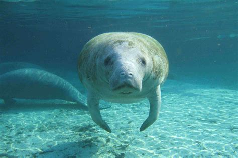 Are Manatees Endangered? Conservation Status, Threats, How to Help