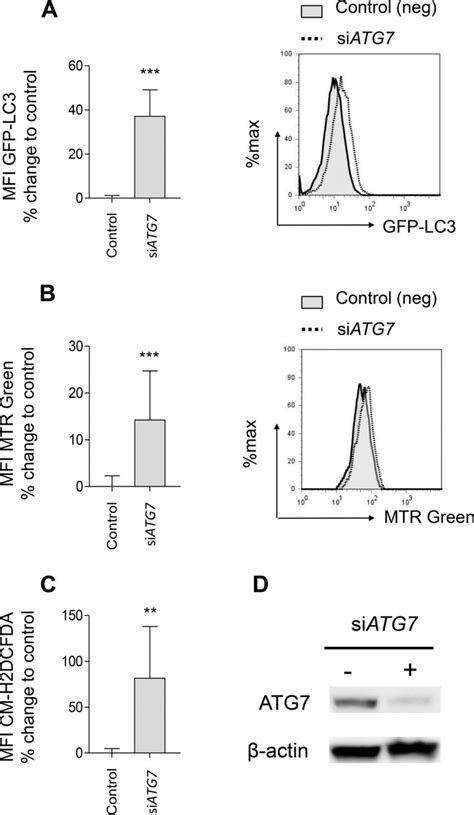 Atg Knockdown Reiterates The Effects Of Azt On Autophagy And