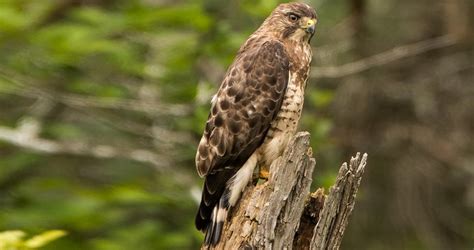 Broad-winged Hawk Sounds, All About Birds, Cornell Lab of Ornithology