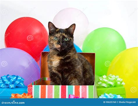 Tortie Cat In A Birthday Present Surprise Party Stock Photo Image Of