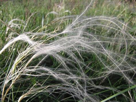 Ковыль: описание растения, фото, характеристики, особенности посадки и ...