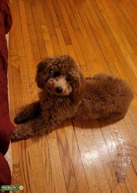 Minature Poodle Stud in Training - Stud Dog in ontario, Serbia | Breed