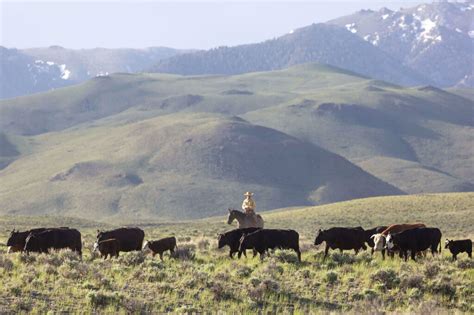 About American Hereford Association