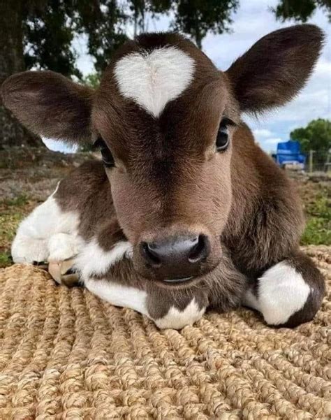 This Calf With Heart Shaped Patch 9GAG